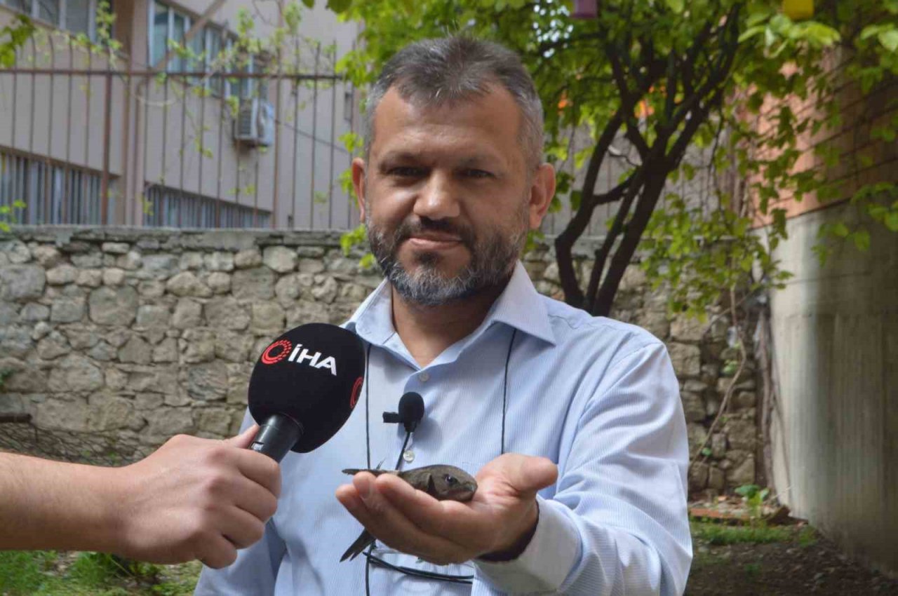 Ender görünen Ebabil kuşu iş yerine ikinci kez geldi