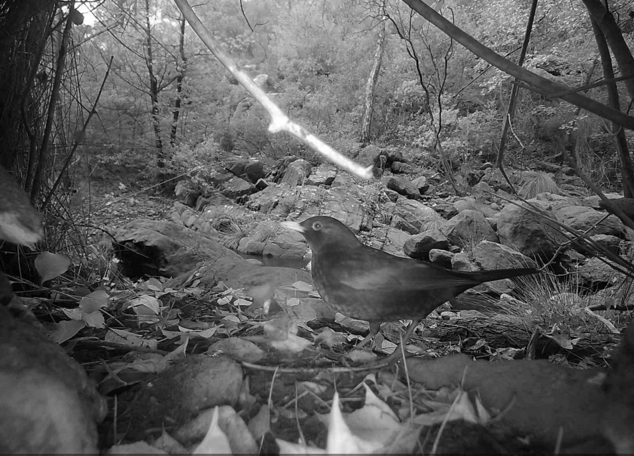 Marmarisli öğrenciler fotokapan kurup yangınlardan sonraki yaban hayatını inceliyor