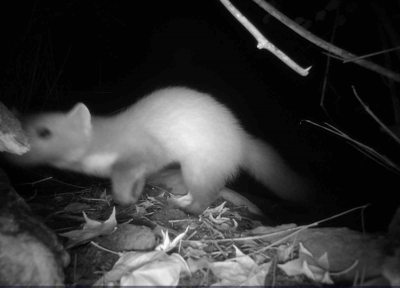 Marmarisli öğrenciler fotokapan kurup yangınlardan sonraki yaban hayatını inceliyor