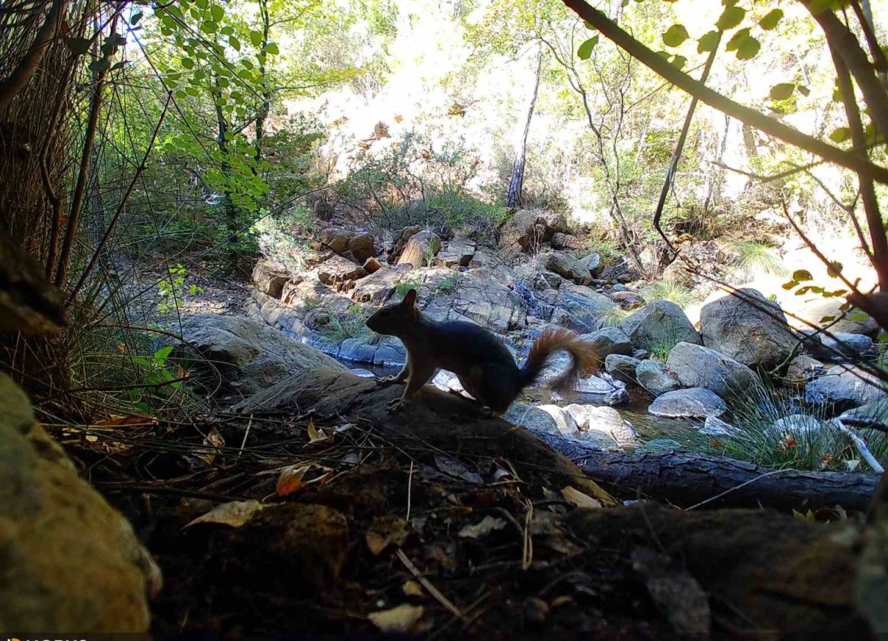 Marmarisli öğrenciler fotokapan kurup yangınlardan sonraki yaban hayatını inceliyor