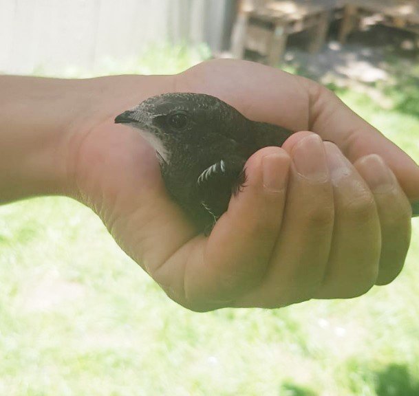 Ender görünen Ebabil kuşu iş yerine ikinci kez geldi