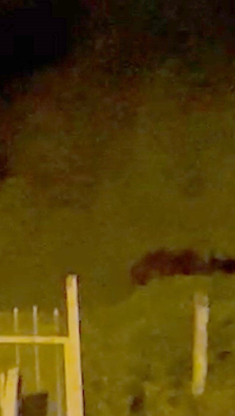 Rize’de çay bahçesine giren ayı görenleri korkuttu