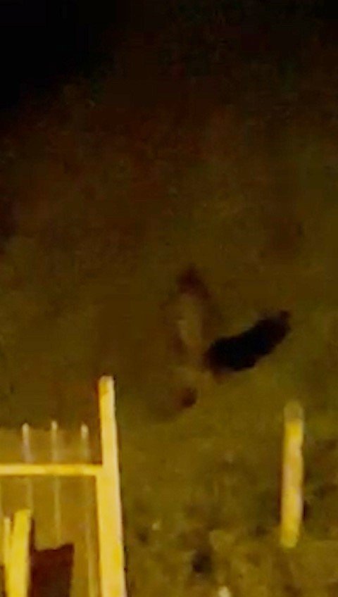 Rize’de çay bahçesine giren ayı görenleri korkuttu