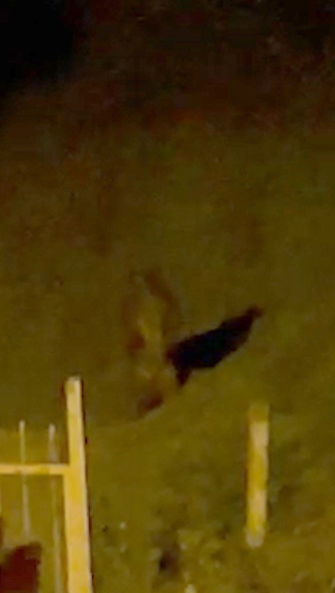 Rize’de çay bahçesine giren ayı görenleri korkuttu