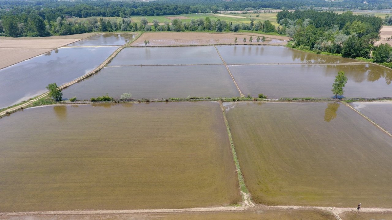 Sinop çeltiğinde tohumlar suyla buluşmak için hazırlanıyor