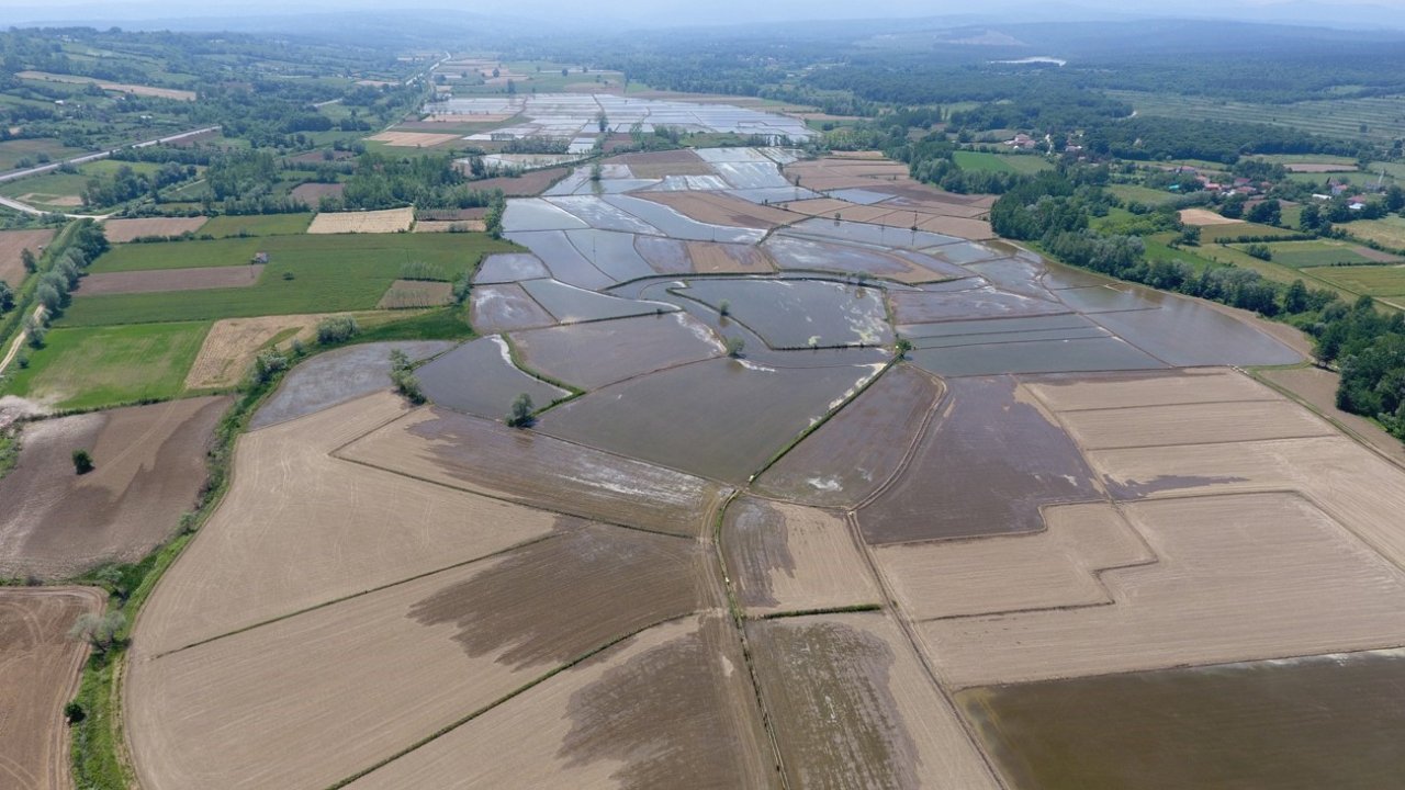 Sinop çeltiğinde tohumlar suyla buluşmak için hazırlanıyor
