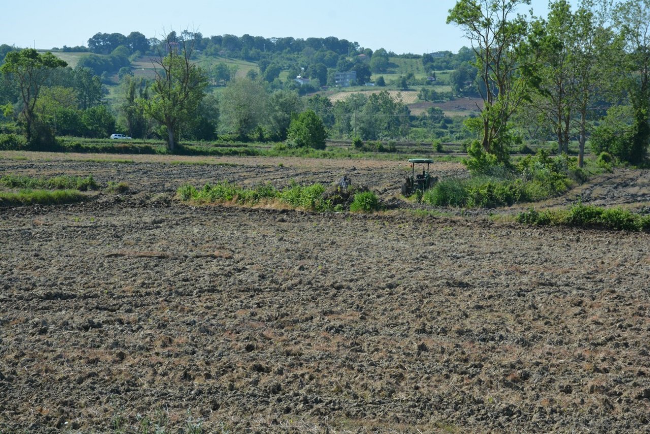 Sinop çeltiğinde tohumlar suyla buluşmak için hazırlanıyor