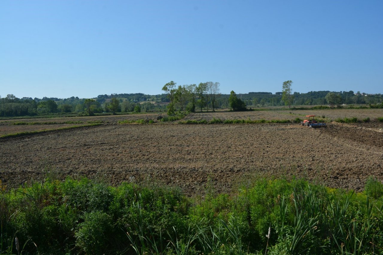 Sinop çeltiğinde tohumlar suyla buluşmak için hazırlanıyor