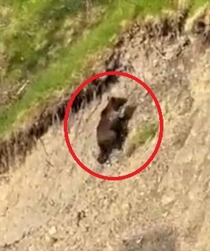 Çayda serinleyen ayı ile vatandaşın gülümseten sohbeti