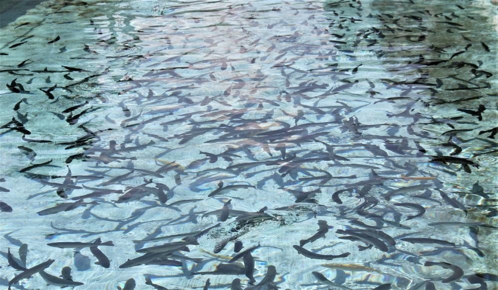 Su ürünleri üretimi 2022 yılında yüzde 6,2 arttı