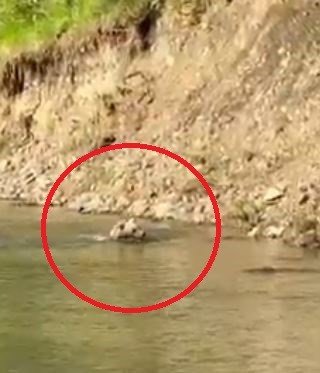 Çayda serinleyen ayı ile vatandaşın gülümseten sohbeti