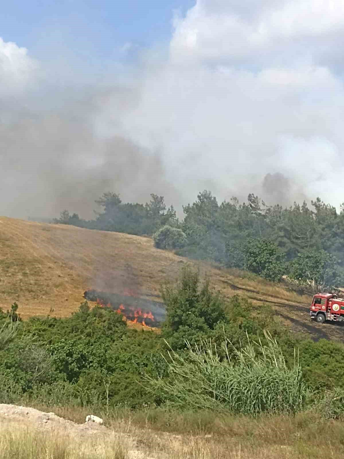 Adana’da anız yangını ağaçlara sıçradı