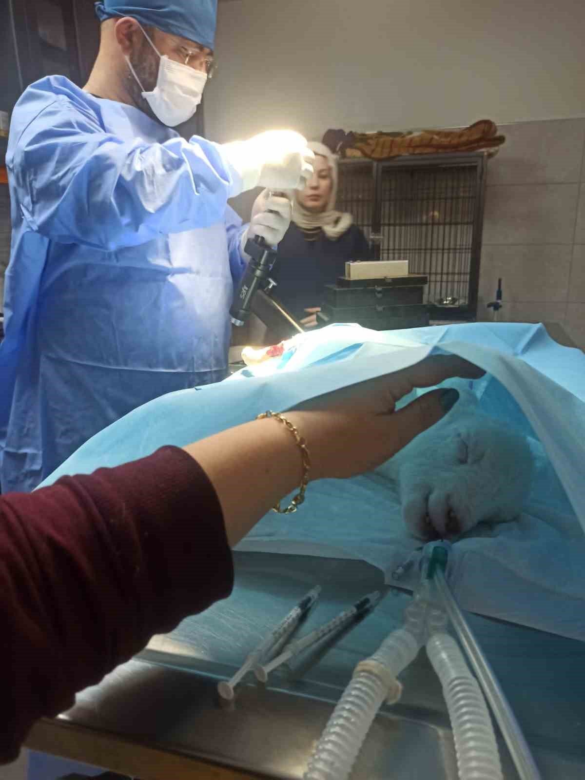 Bacakları ters doğan kuzu Türkiye’de ilk defa yapılan bir ameliyatla tedavi oldu