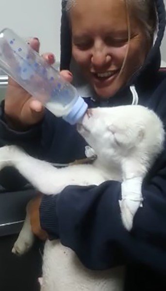 Bacakları ters doğan kuzu Türkiye’de ilk defa yapılan bir ameliyatla tedavi oldu