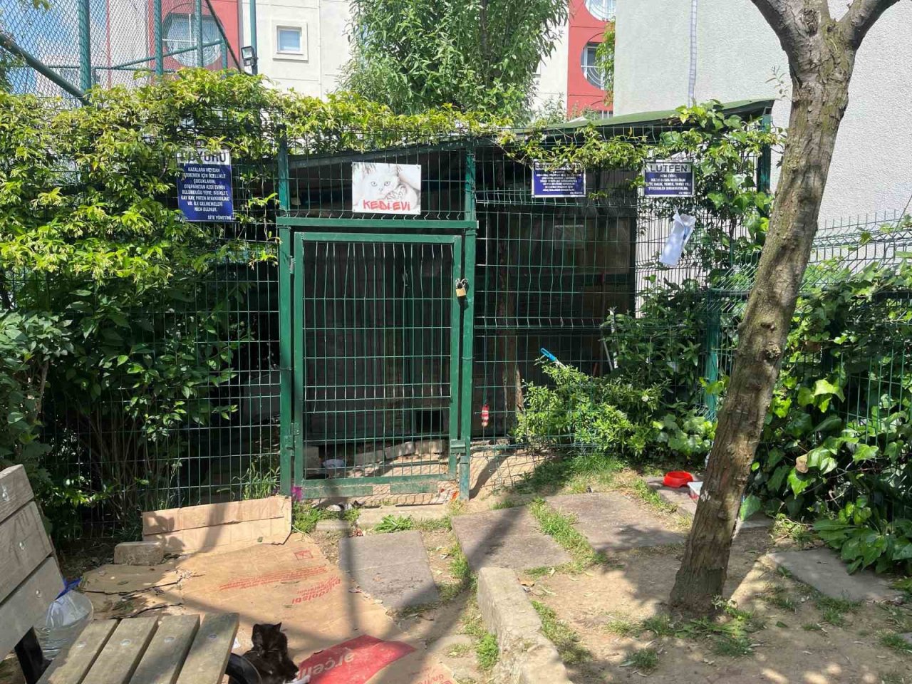 Başakşehir’de site yönetiminin kedileri toplayarak boş araziye attığı iddiası tepkiye neden oldu