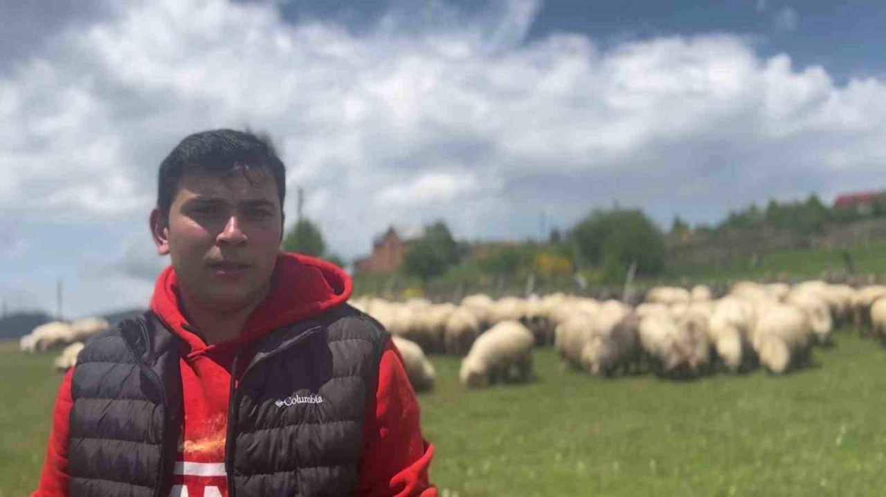 Giresun yaylaları koyun-kuzu sesleriyle şenlendi