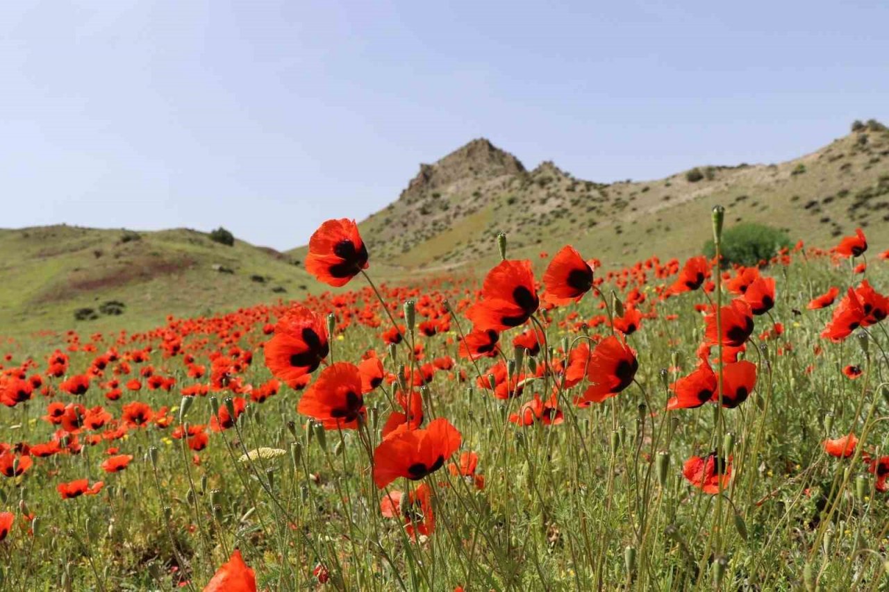 Oltu’da gelincikler ikinci kez açtı