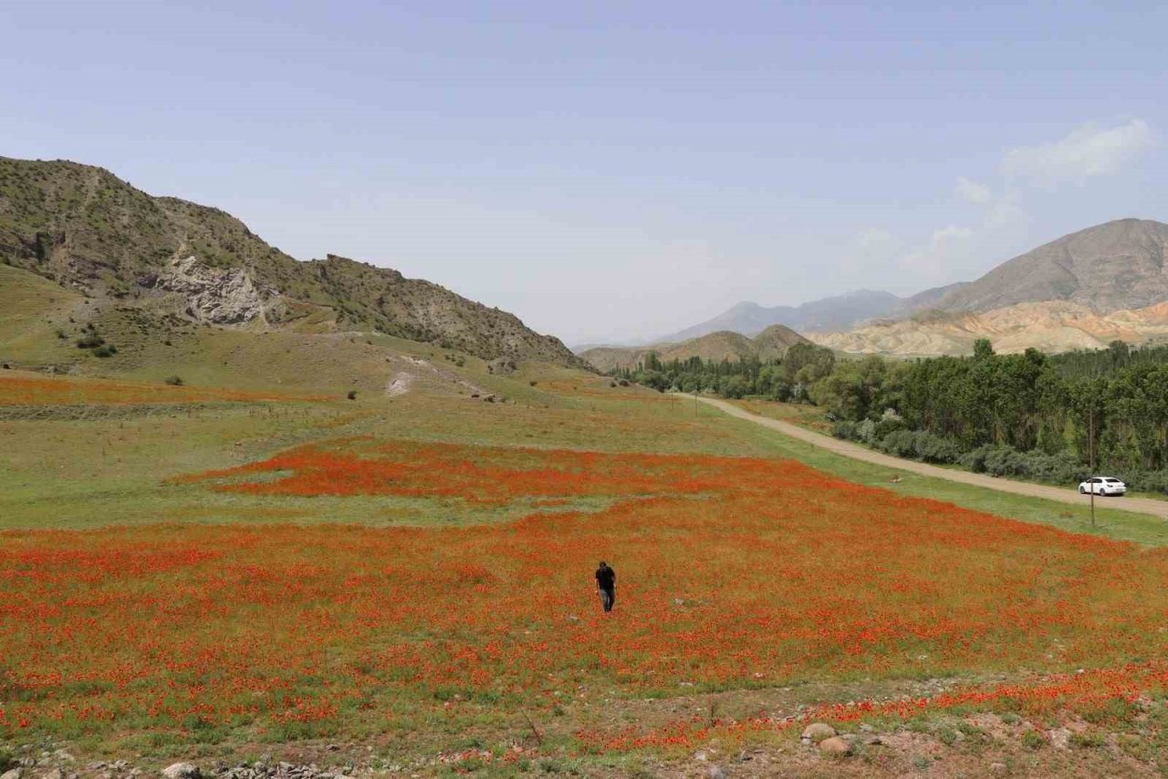 Oltu’da gelincikler ikinci kez açtı