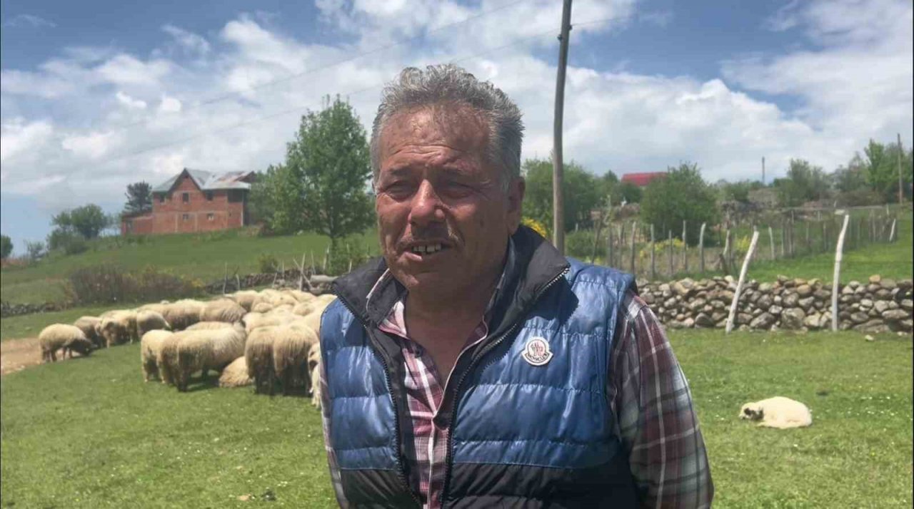 Giresun yaylaları koyun-kuzu sesleriyle şenlendi