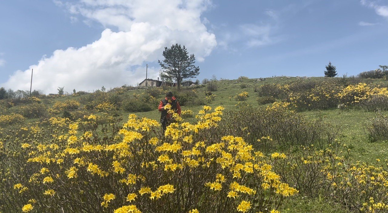 Giresun yaylaları koyun-kuzu sesleriyle şenlendi