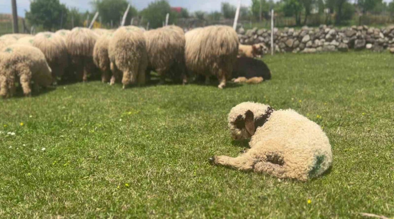 Giresun yaylaları koyun-kuzu sesleriyle şenlendi