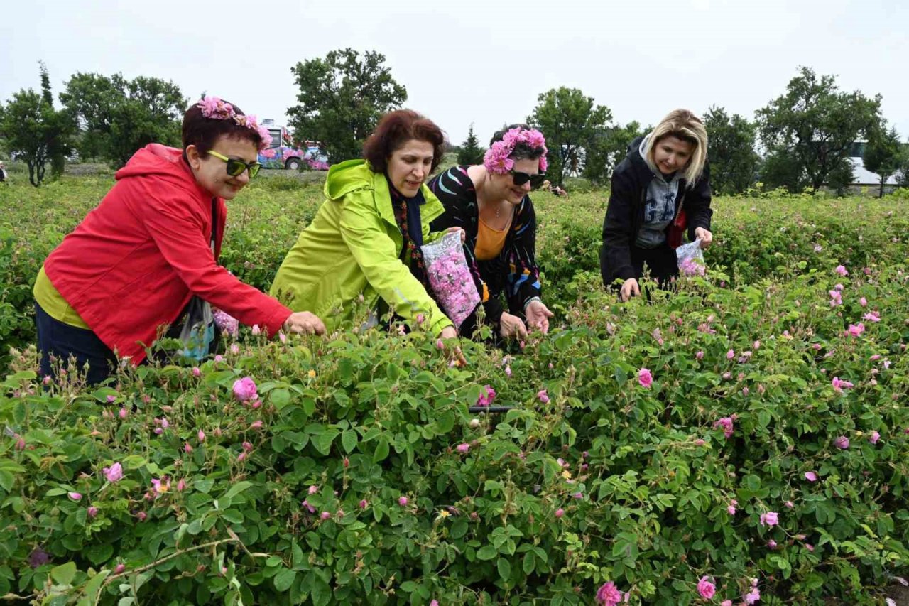 Uluslararası Gül Festivalinde gül toplayıp, gül şehri Isparta’yı tanıdılar