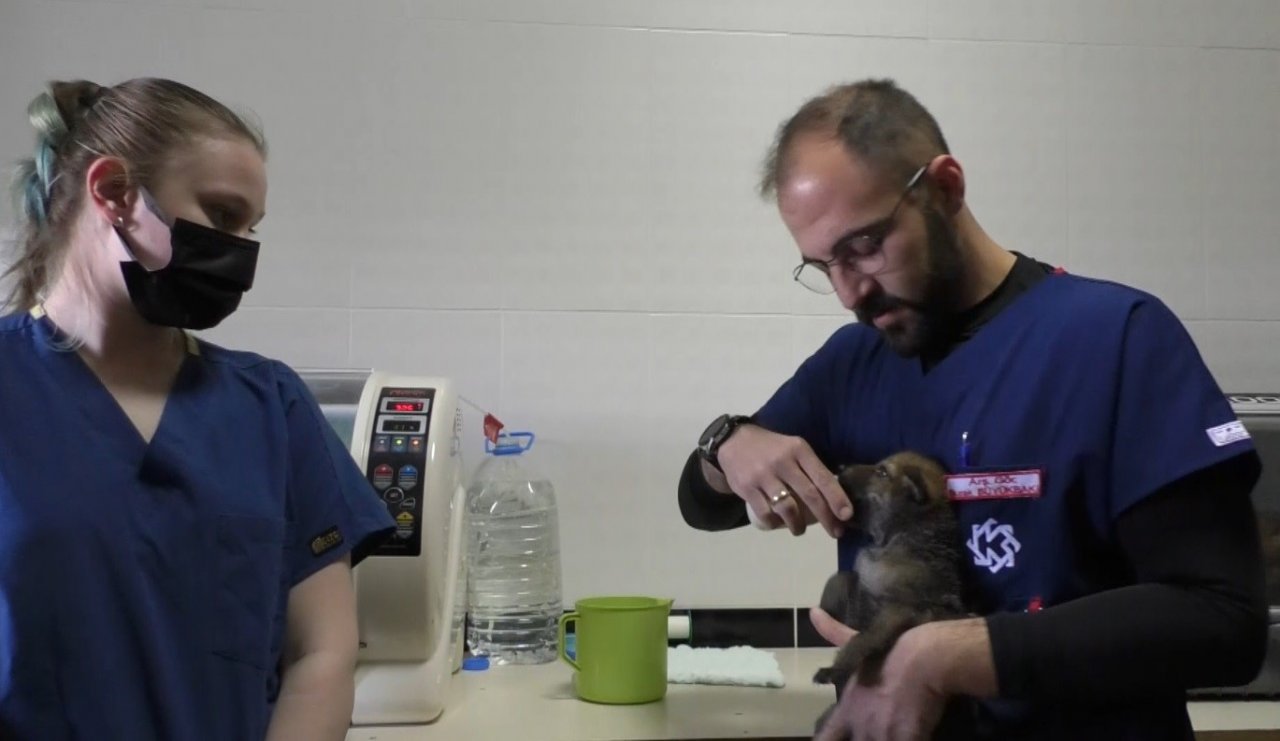 Kars’ta yavru kurtlar biberonla besleniyor