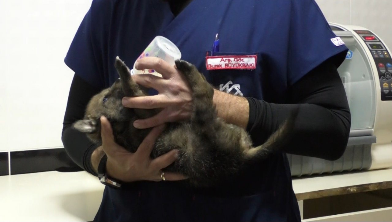 Kars’ta yavru kurtlar biberonla besleniyor