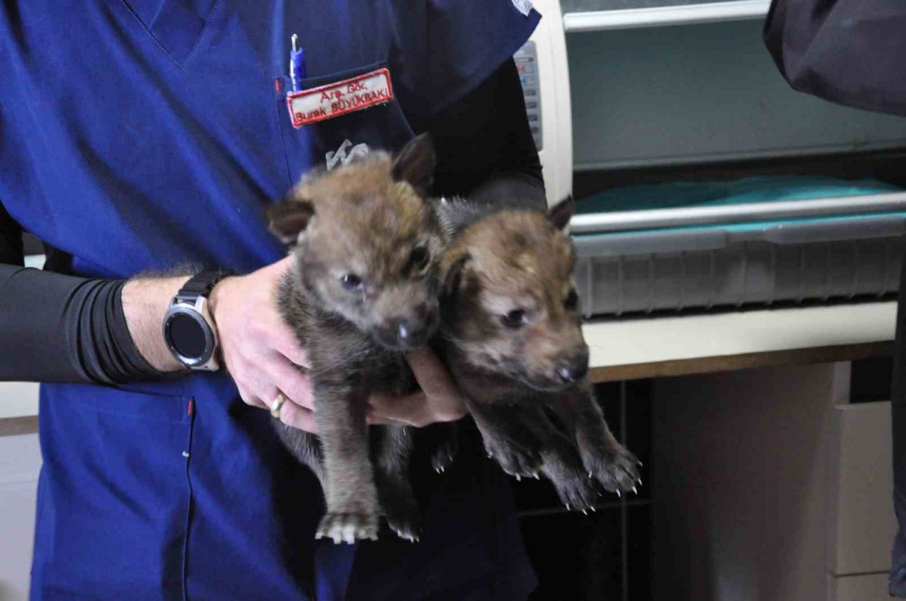 Kars’ta yavru kurtlar biberonla besleniyor