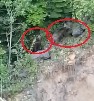 Çaya inen ayılar vatandaşlar tarafından görüntülendi