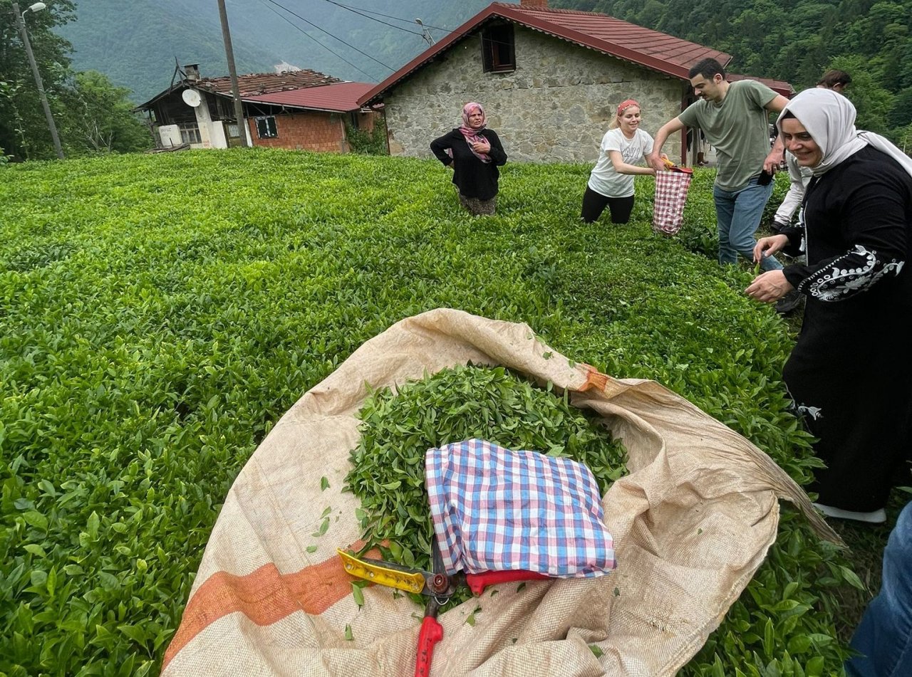 İkizdere Kaymakamı eşiyle çay topladı, fabrikada çayın işlenmesini inceledi