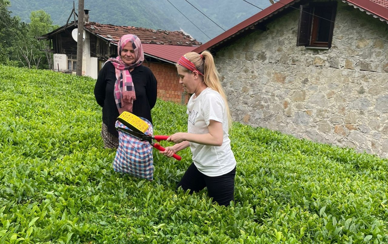 İkizdere Kaymakamı eşiyle çay topladı, fabrikada çayın işlenmesini inceledi