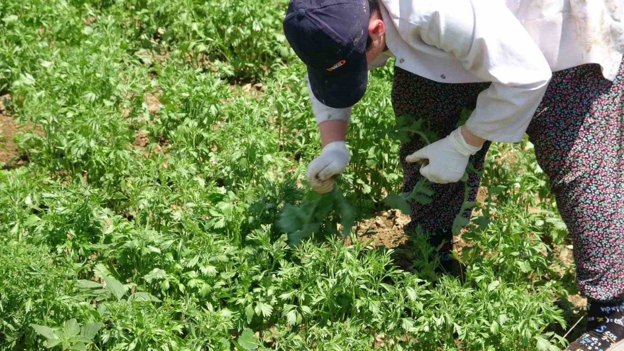 Tokat’ta anason üretimi için araştırma yapılıyor