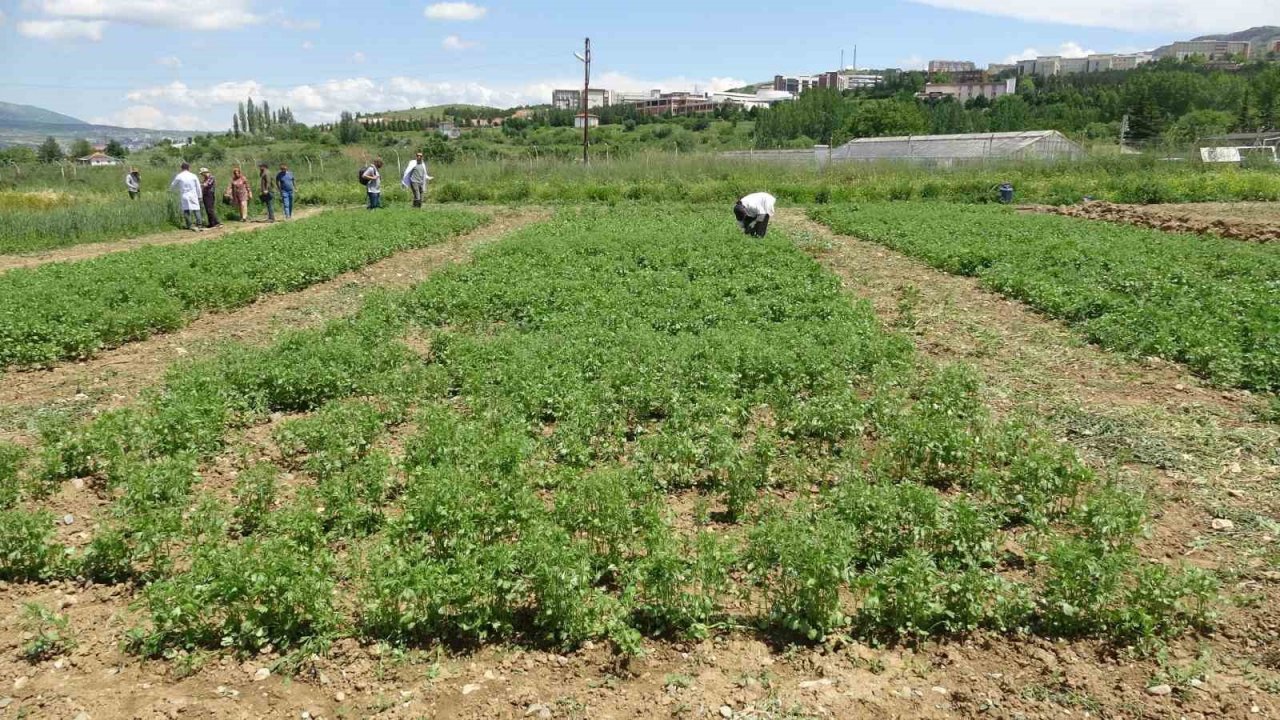 Tokat’ta anason üretimi için araştırma yapılıyor