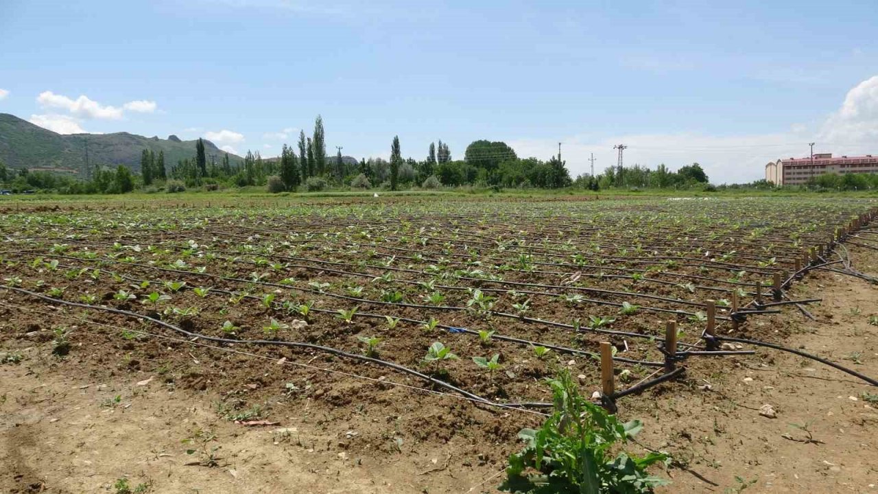 Tokat’ta anason üretimi için araştırma yapılıyor