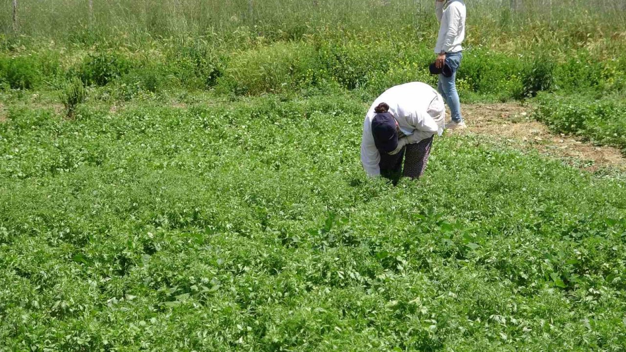 Tokat’ta anason üretimi için araştırma yapılıyor