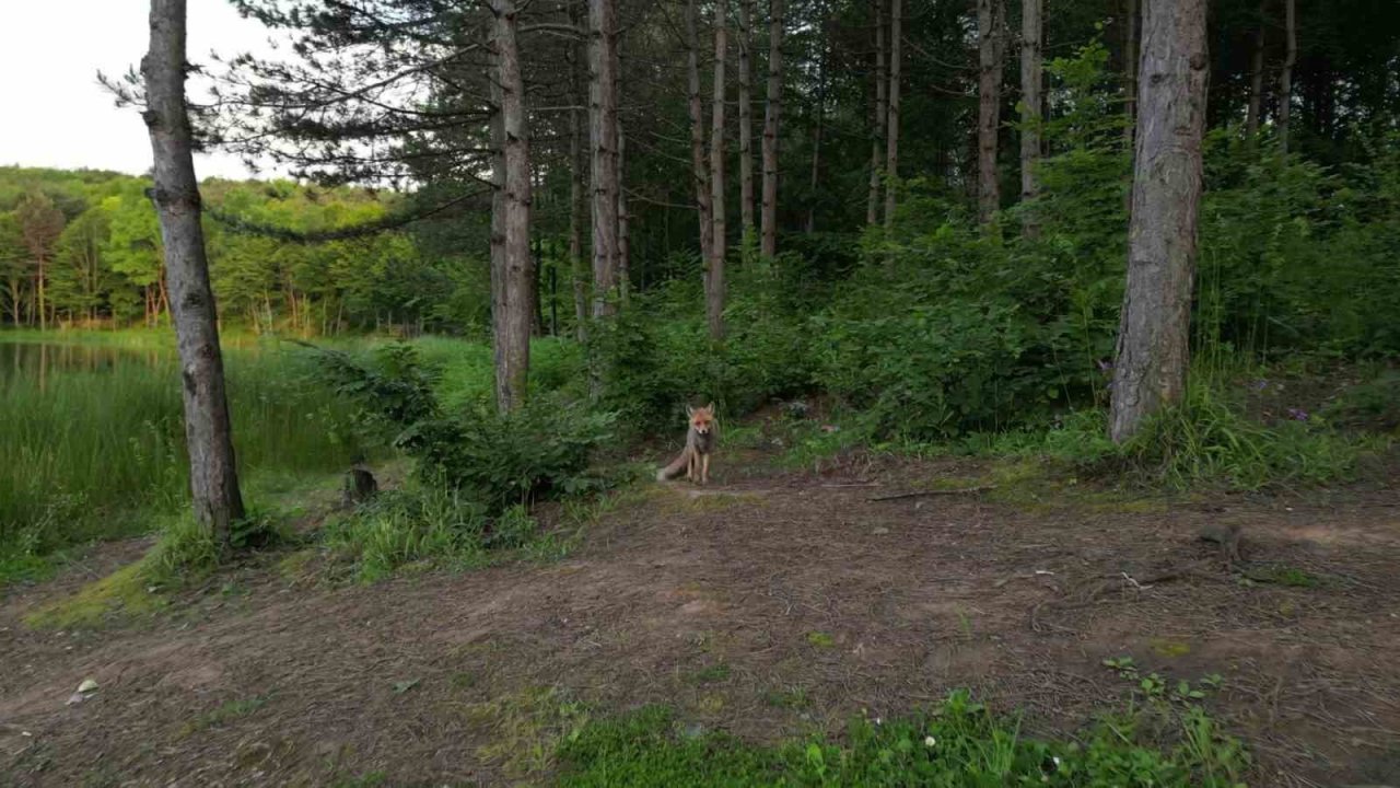 Manzarası ve doğal güzelliğiyle kendine hayran bırakan Korugöl, ziyaretçilerini bekliyor