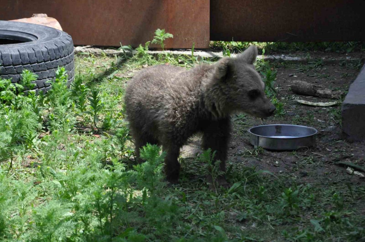 Kars’ta yavru kurtlar biberonla besleniyor