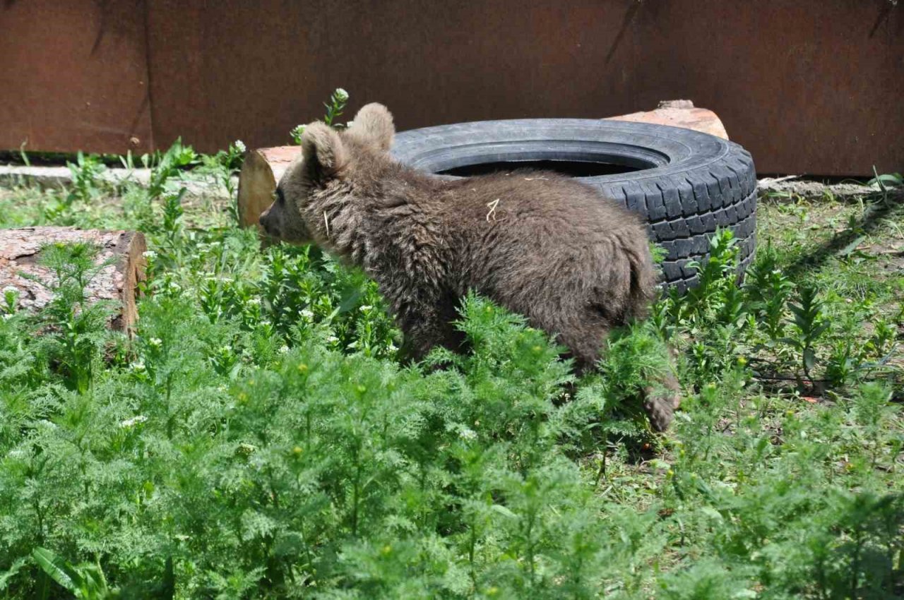 Kars’ta yavru kurtlar biberonla besleniyor