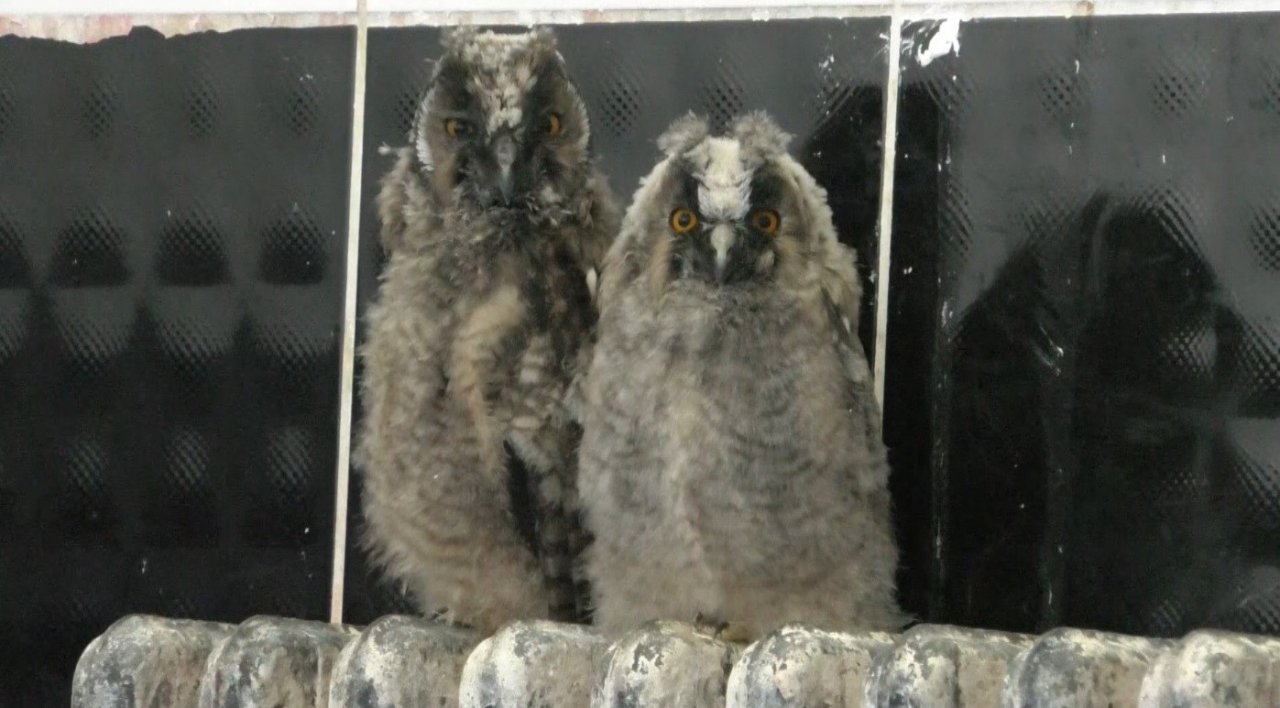 Kars’ta yavru kurtlar biberonla besleniyor