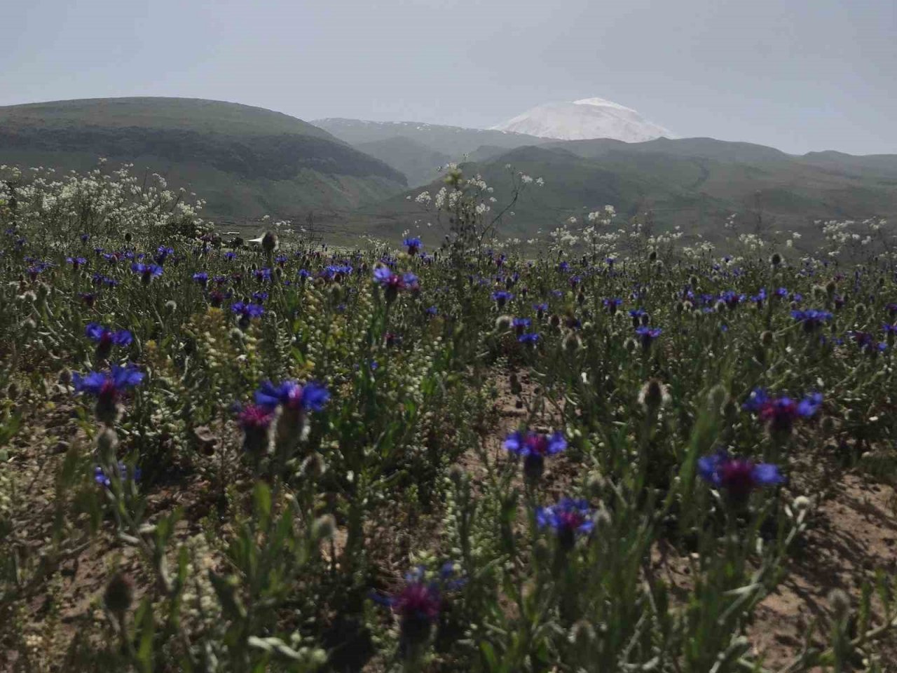 Ağrı Dağı etekleri, mor ve beyaza büründü