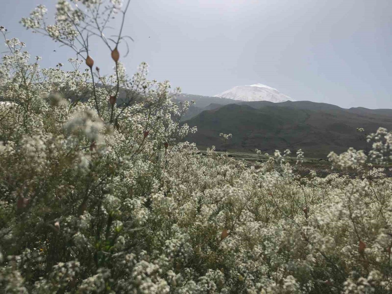 Ağrı Dağı etekleri, mor ve beyaza büründü