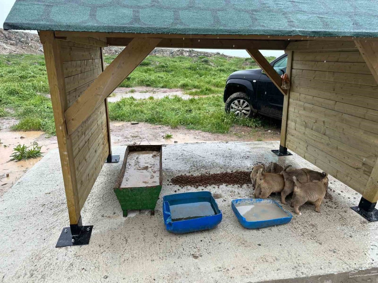 Altıntaş’ta sokak hayvanları için besleme alanı