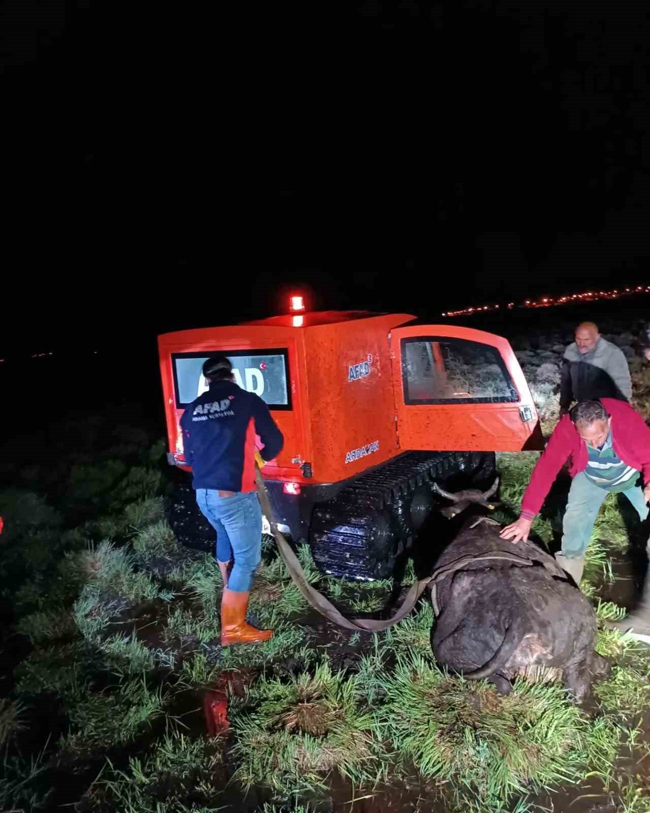 Bataklığa saplanan inek AFAD ekiplerince kurtarıldı