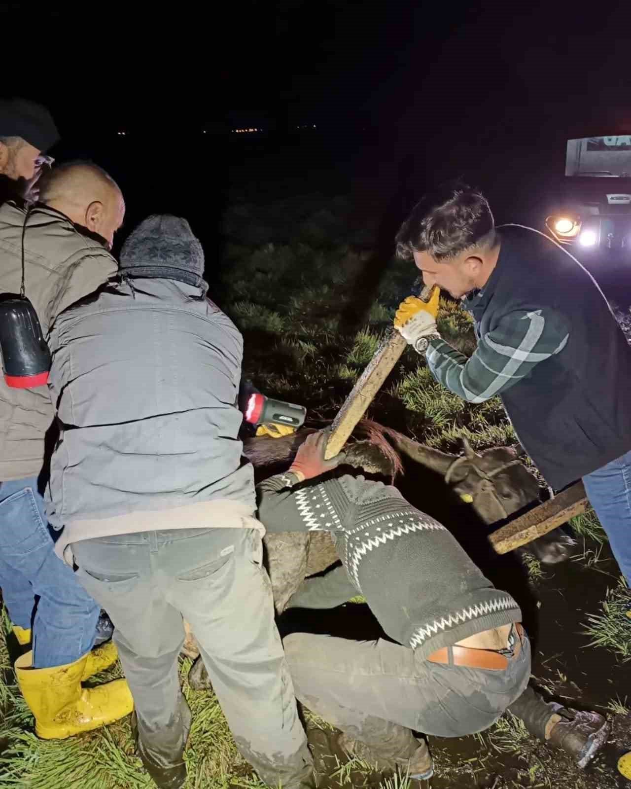 Bataklığa saplanan inek AFAD ekiplerince kurtarıldı