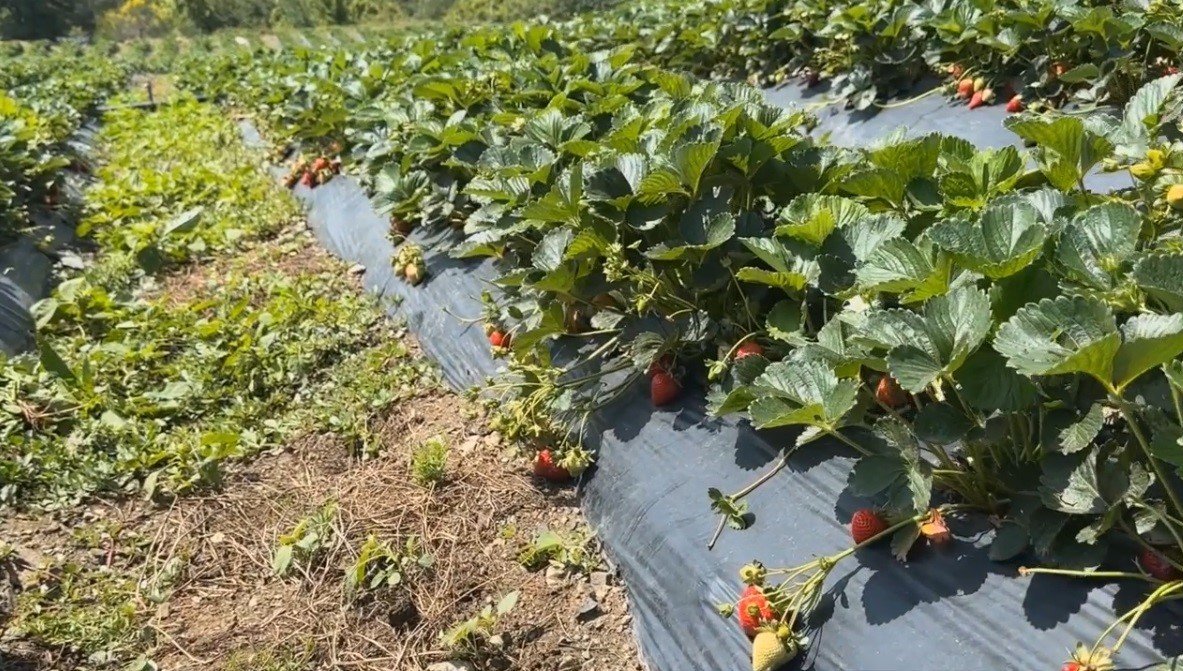 Çiftçiler devlet destekli çilek bahçesi kurup üretime geçti