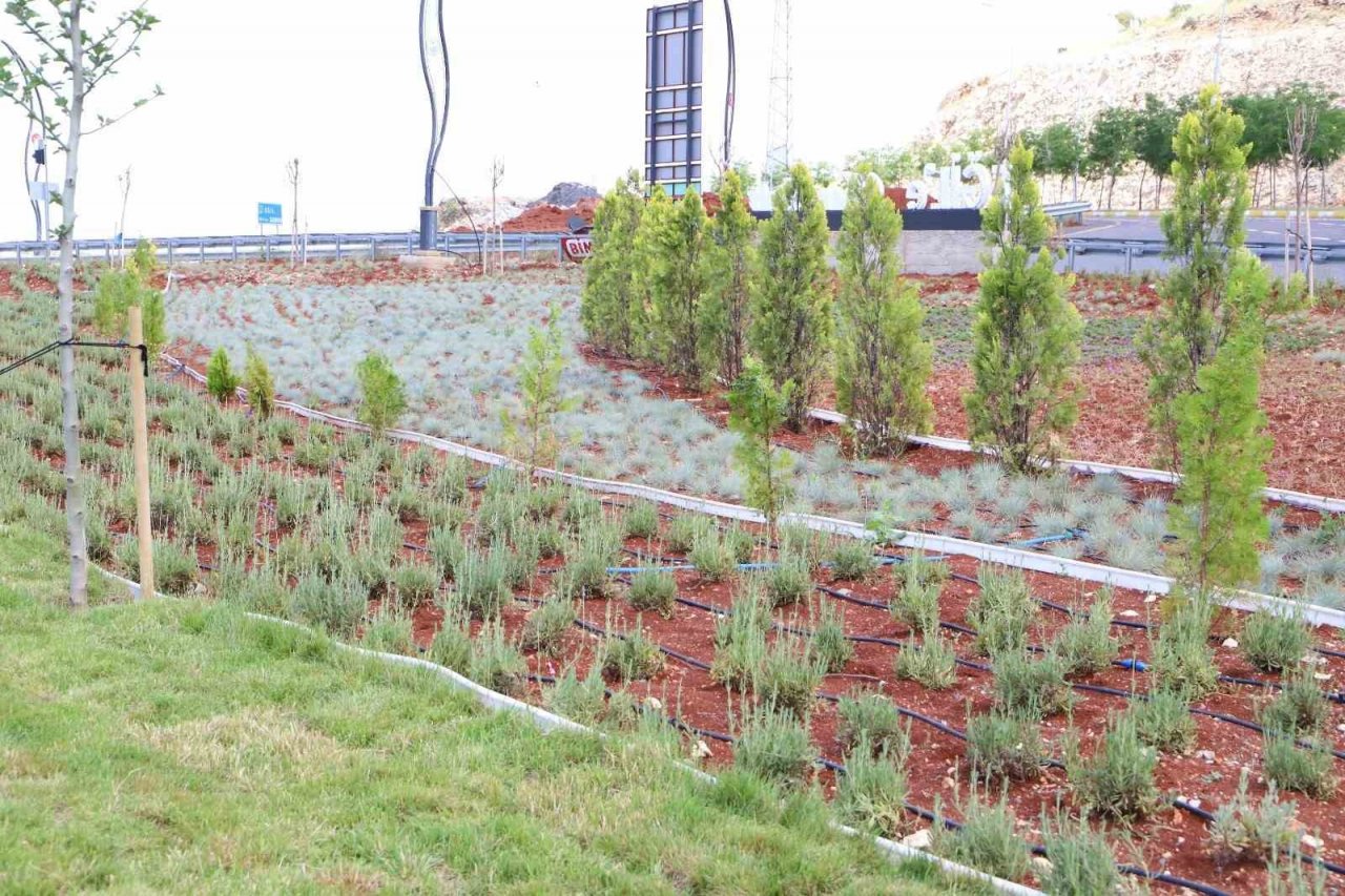 Eğil’de peyzaj çalışmaları 16 bin çalı ve farklı türlerle tamamlandı