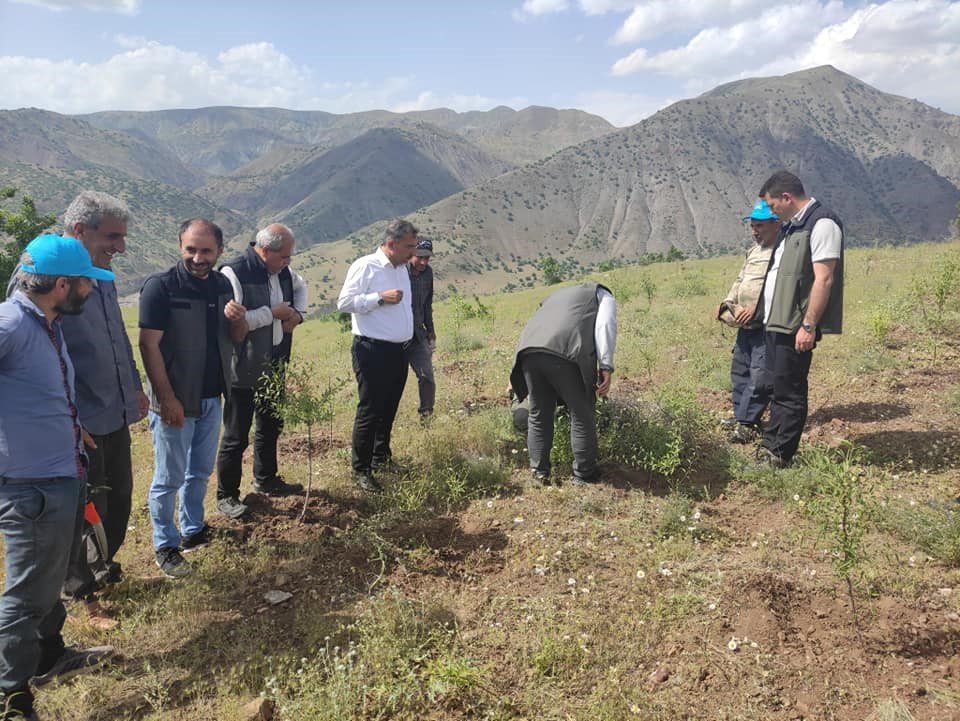 Palu’daki bademler yöre halkına gelir kapısı olacak