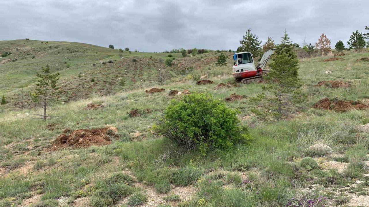 Kayseri Büyükşehir’den mesire alanı, yol ve refüjlere 15 bin, ilçelere 225 bin fidan