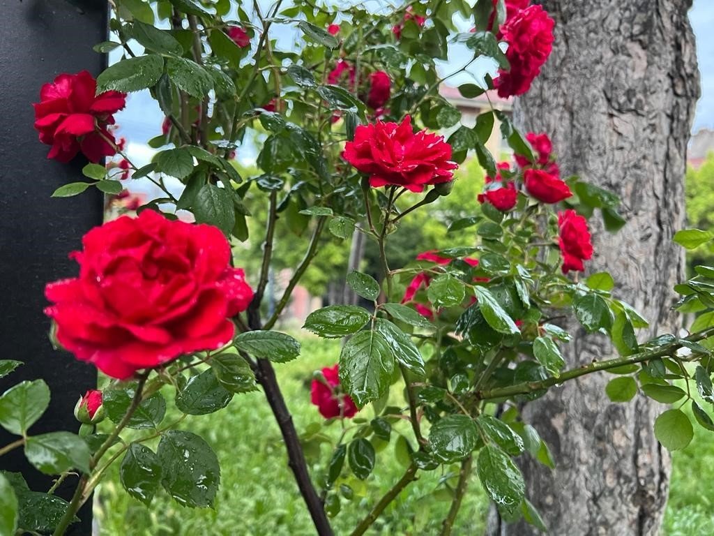 Güller diyarı Keçiören